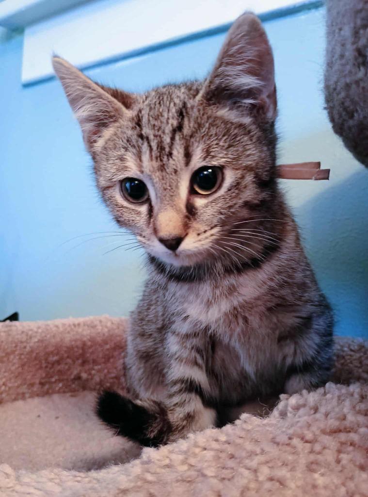 Enlarge Polar, a Adoptable mixed breed in Fond Du Lac, WI image 3/4