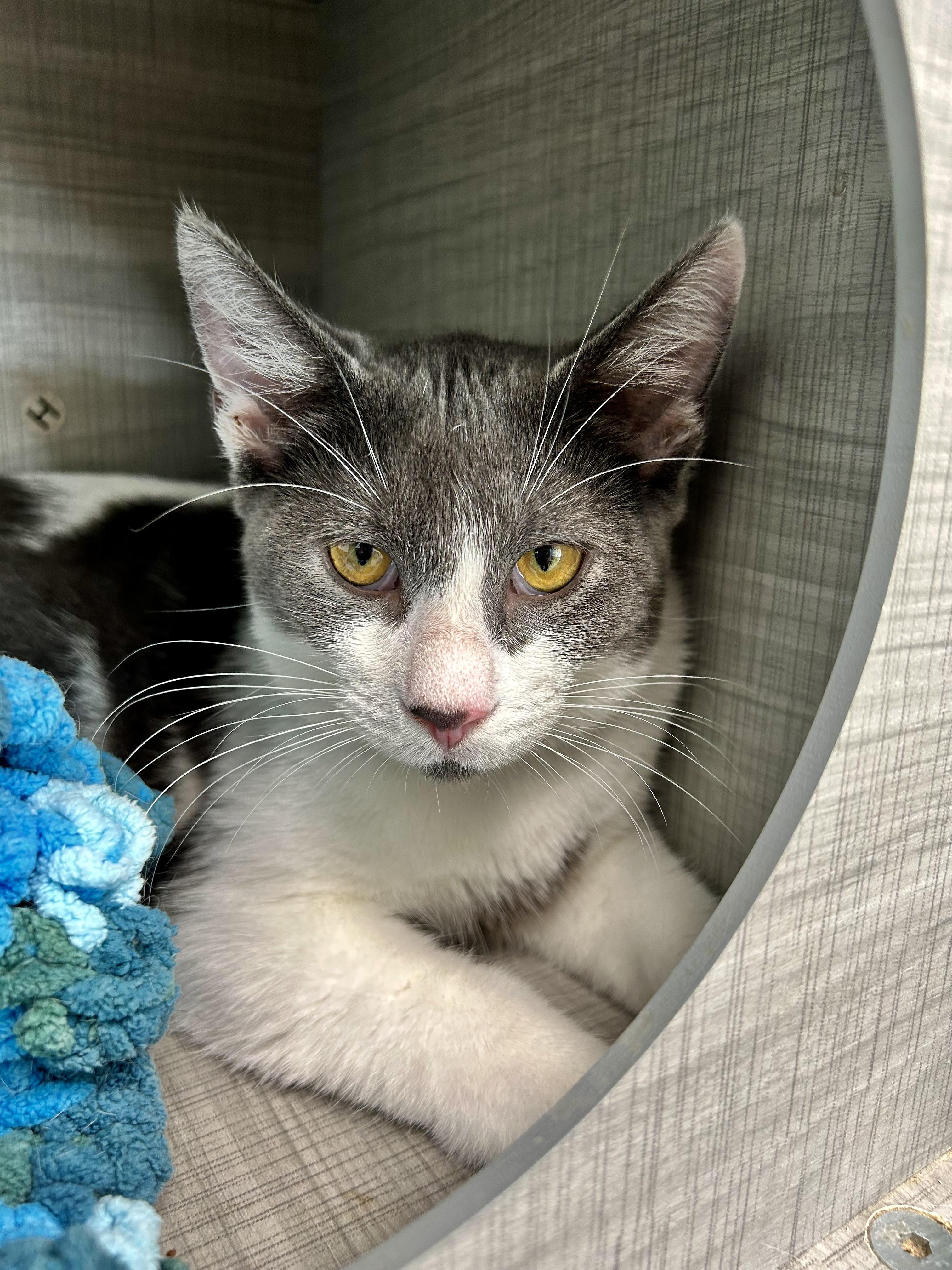 Enlarge Nico and Murray (bonded), a Adoptable Domestic Short Hair in Grand Rapids, MI image 1/6