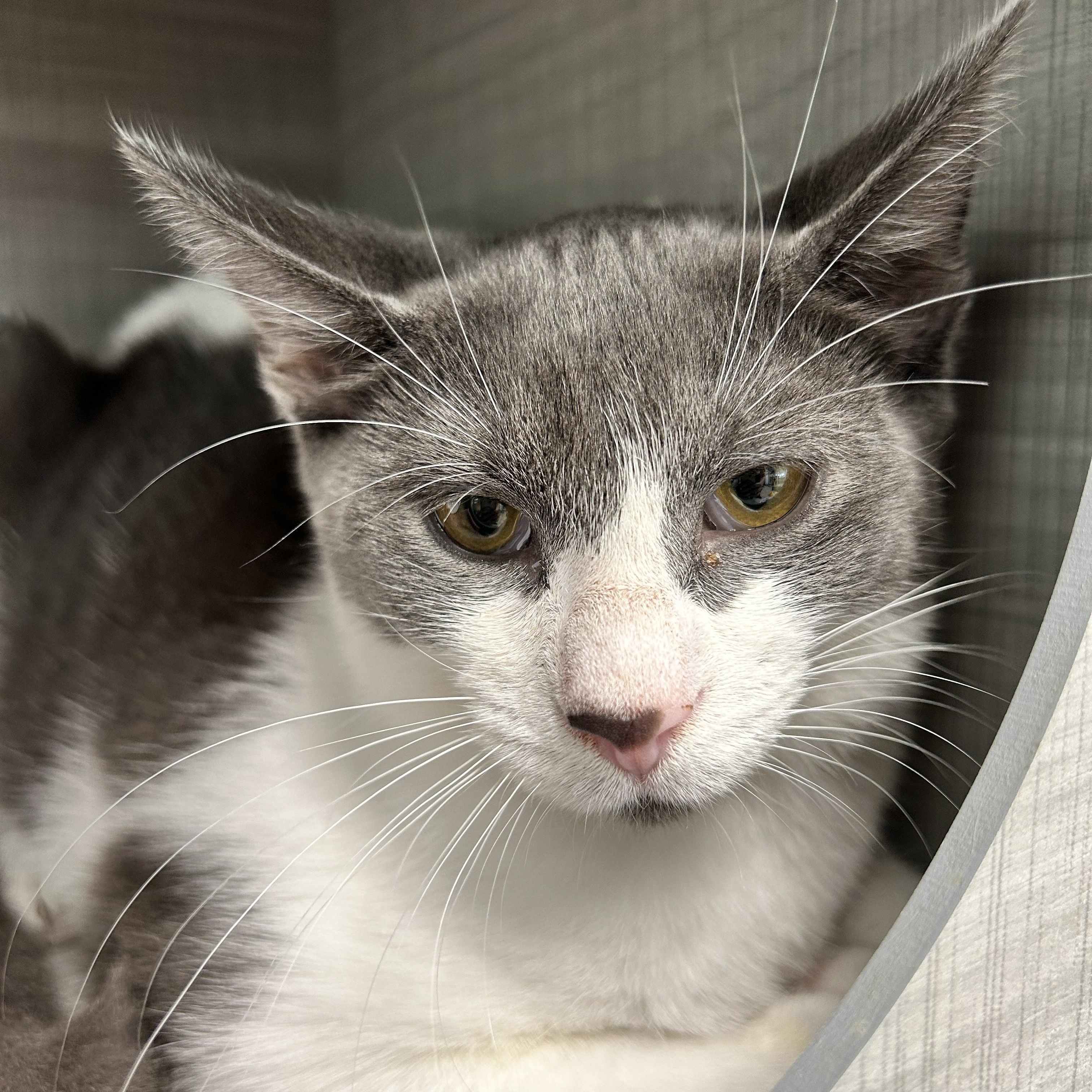 Enlarge Nico and Murray (bonded), a Adoptable Domestic Short Hair in Grand Rapids, MI image 2/6