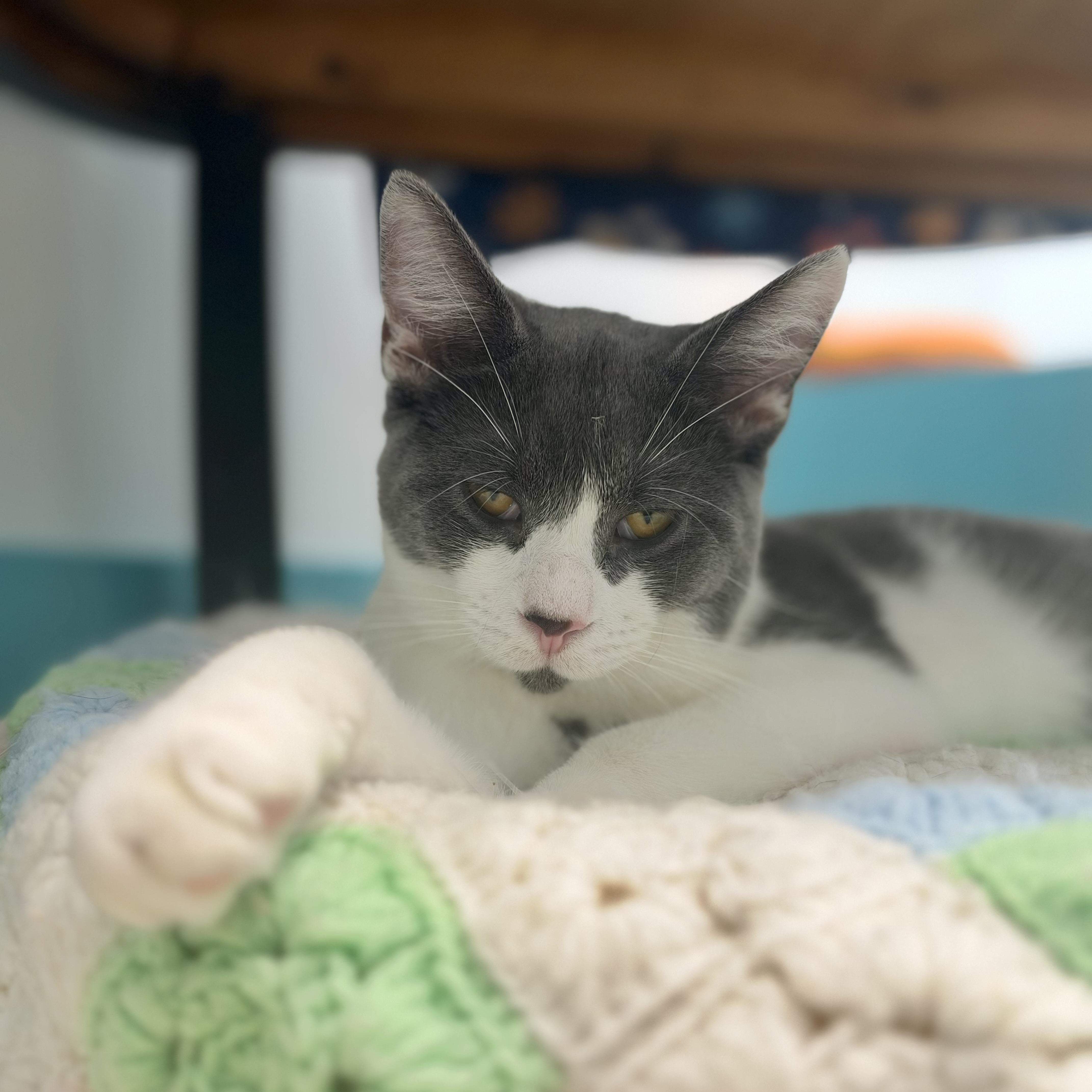 Enlarge Nico and Murray (bonded), a Adoptable Domestic Short Hair in Grand Rapids, MI image 5/6
