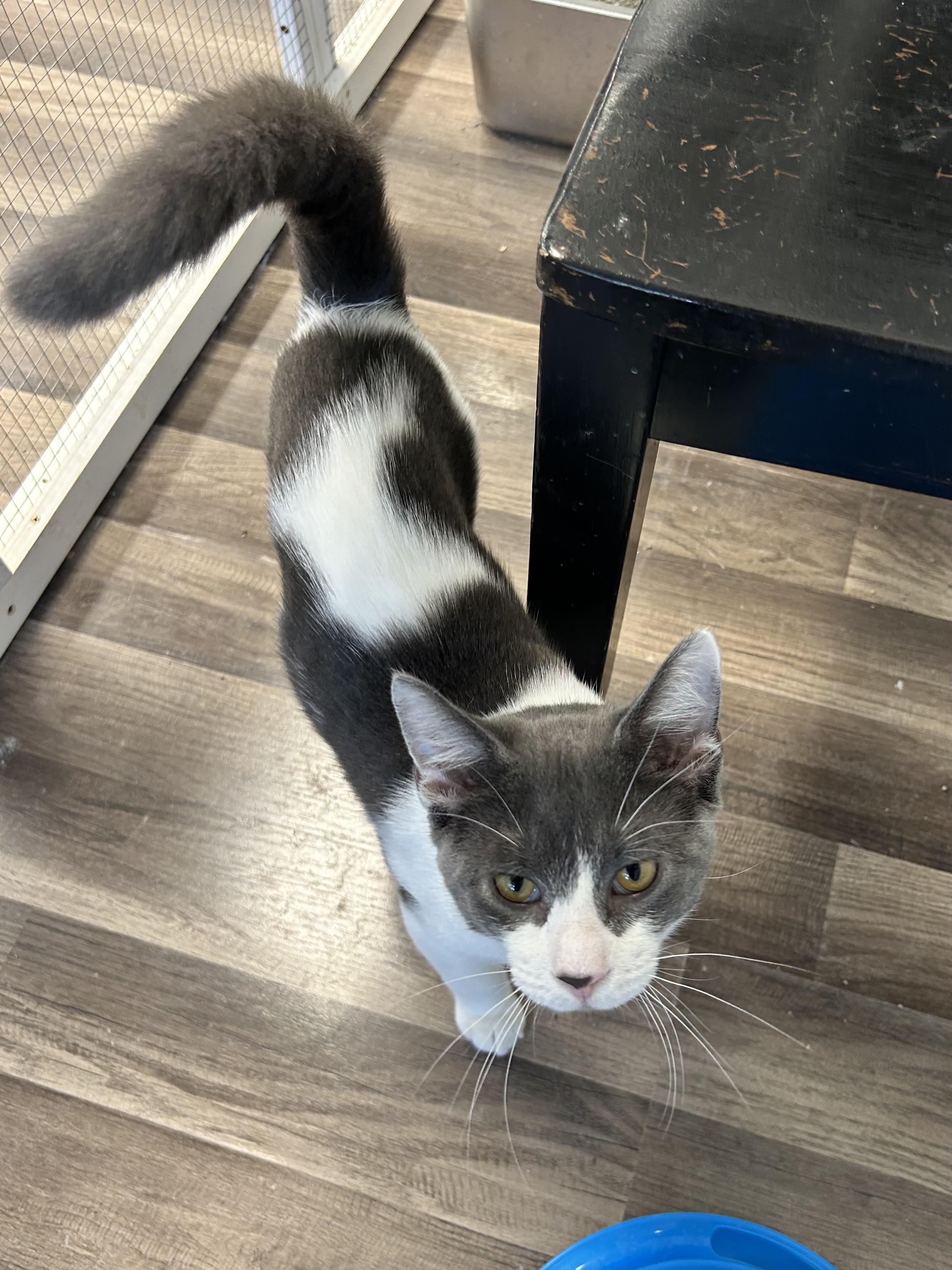 Enlarge Nico and Murray (bonded), a Adoptable Domestic Short Hair in Grand Rapids, MI image 6/6