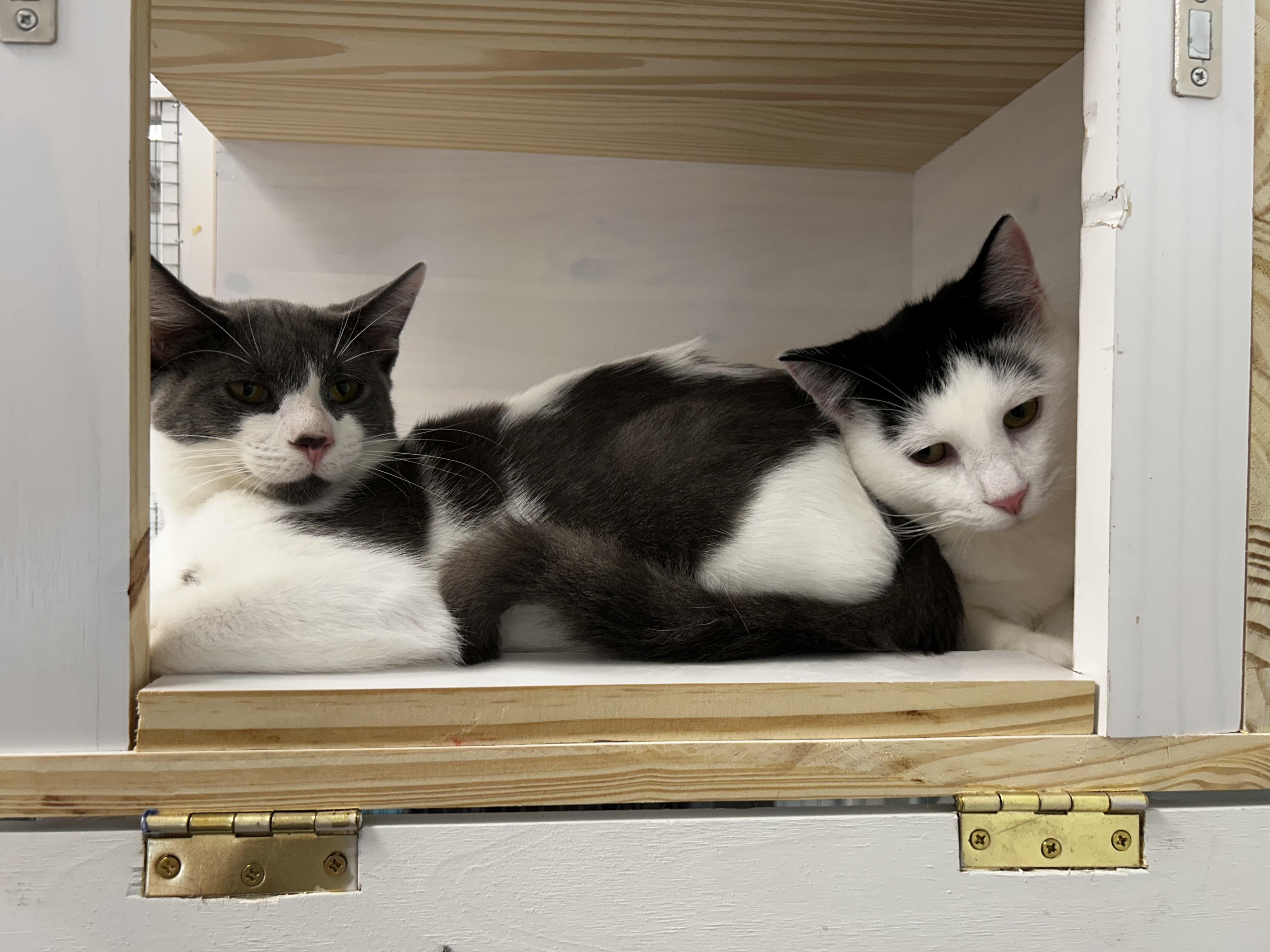 Enlarge Nico and Murray (bonded), a Adoptable Domestic Short Hair in Grand Rapids, MI image 4/6