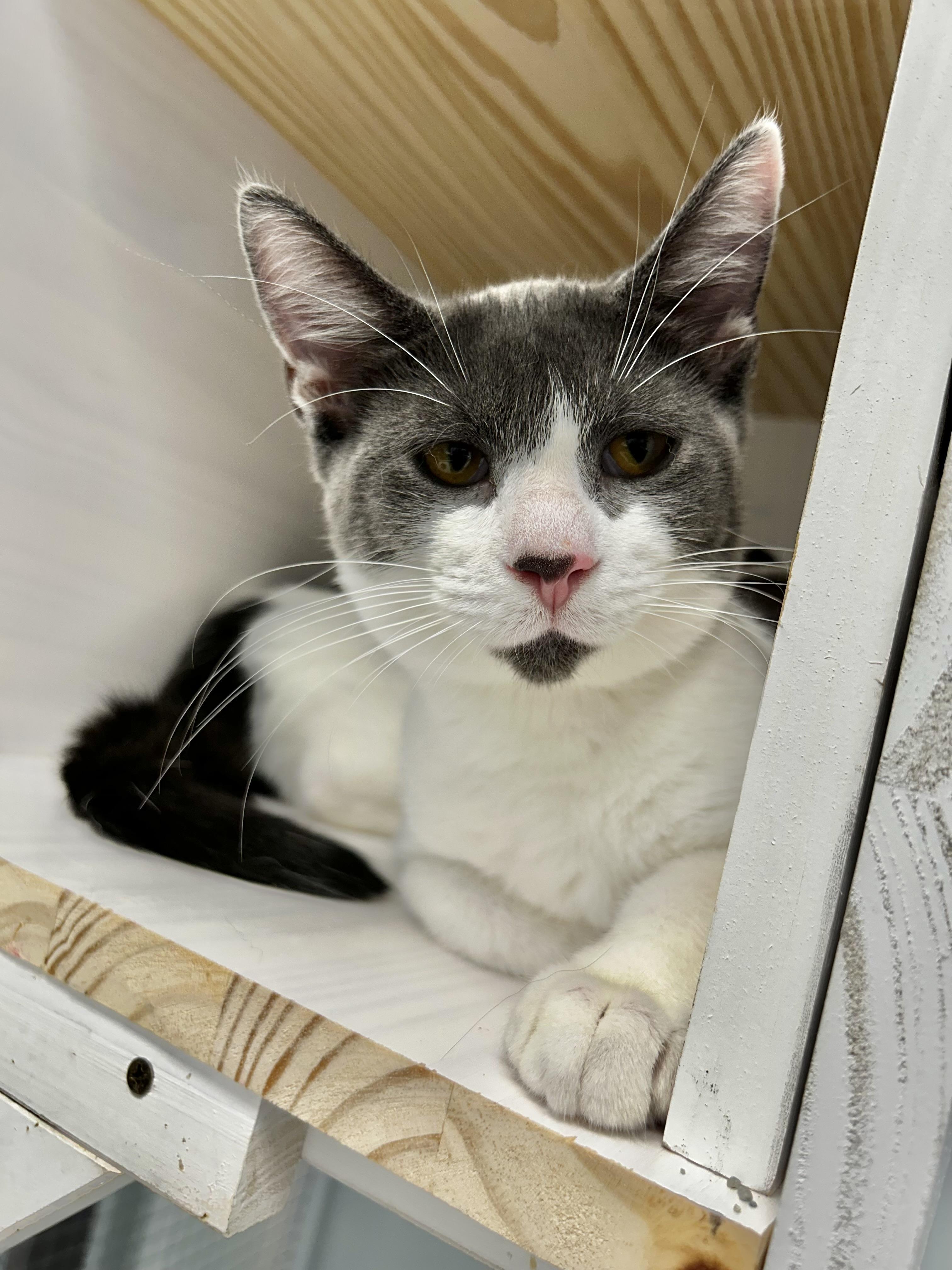Enlarge Nico and Murray (bonded), a Adoptable Domestic Short Hair in Grand Rapids, MI image 3/6