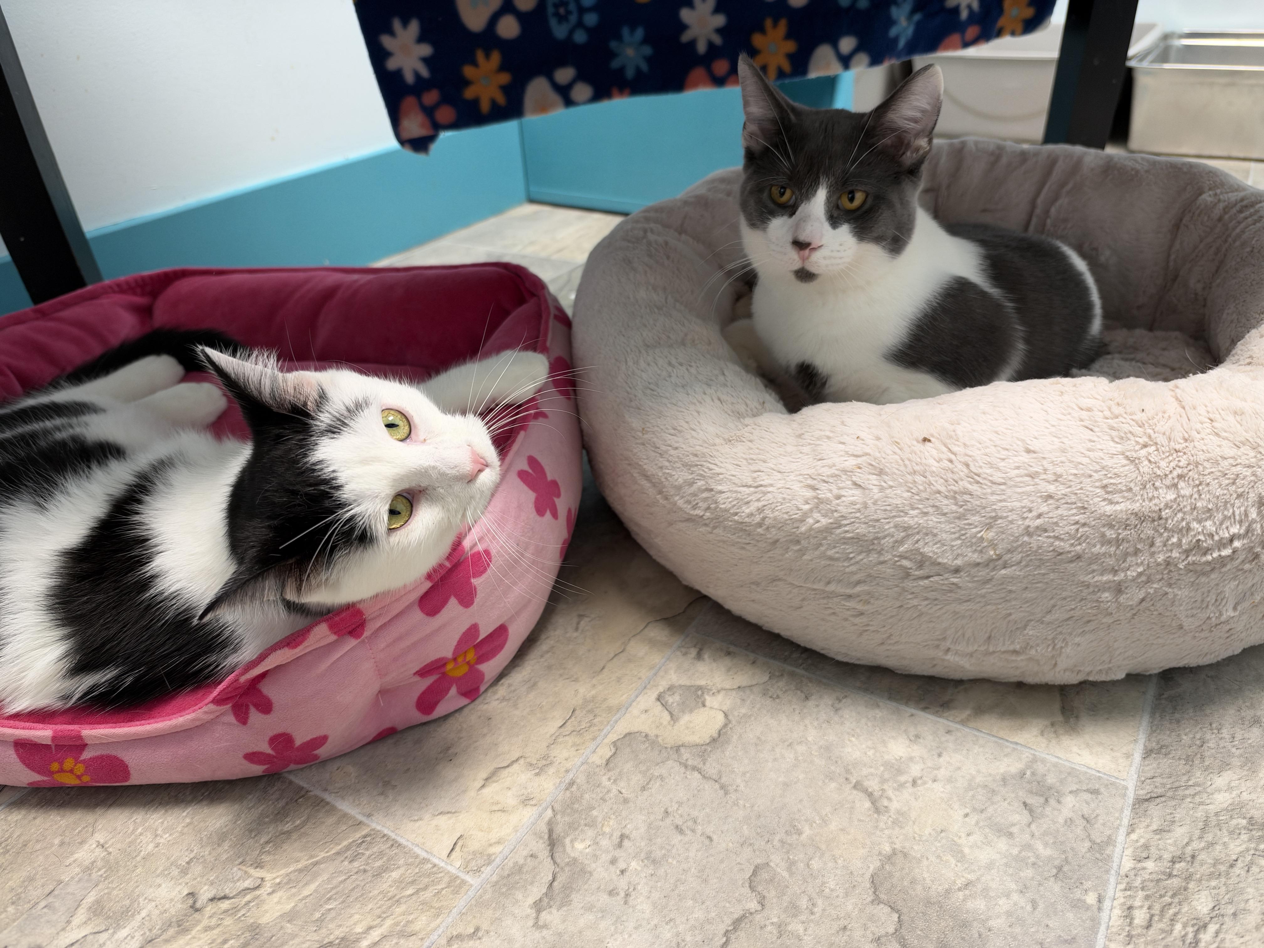 Enlarge Nico and Murray (bonded), a Adoptable Domestic Short Hair in Grand Rapids, MI image 6/6