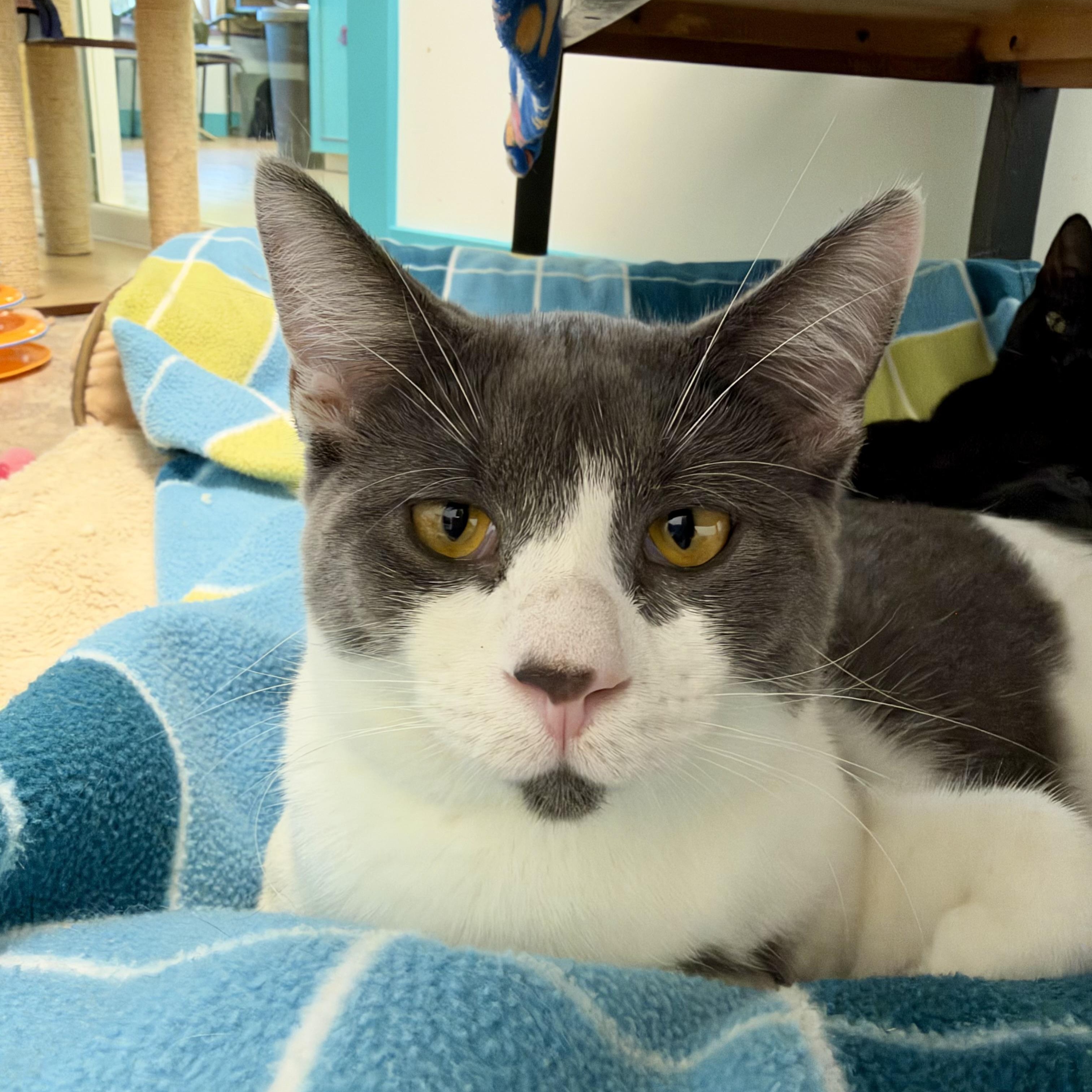 Enlarge Nico and Murray (bonded), a Adoptable Domestic Short Hair in Grand Rapids, MI image 4/6