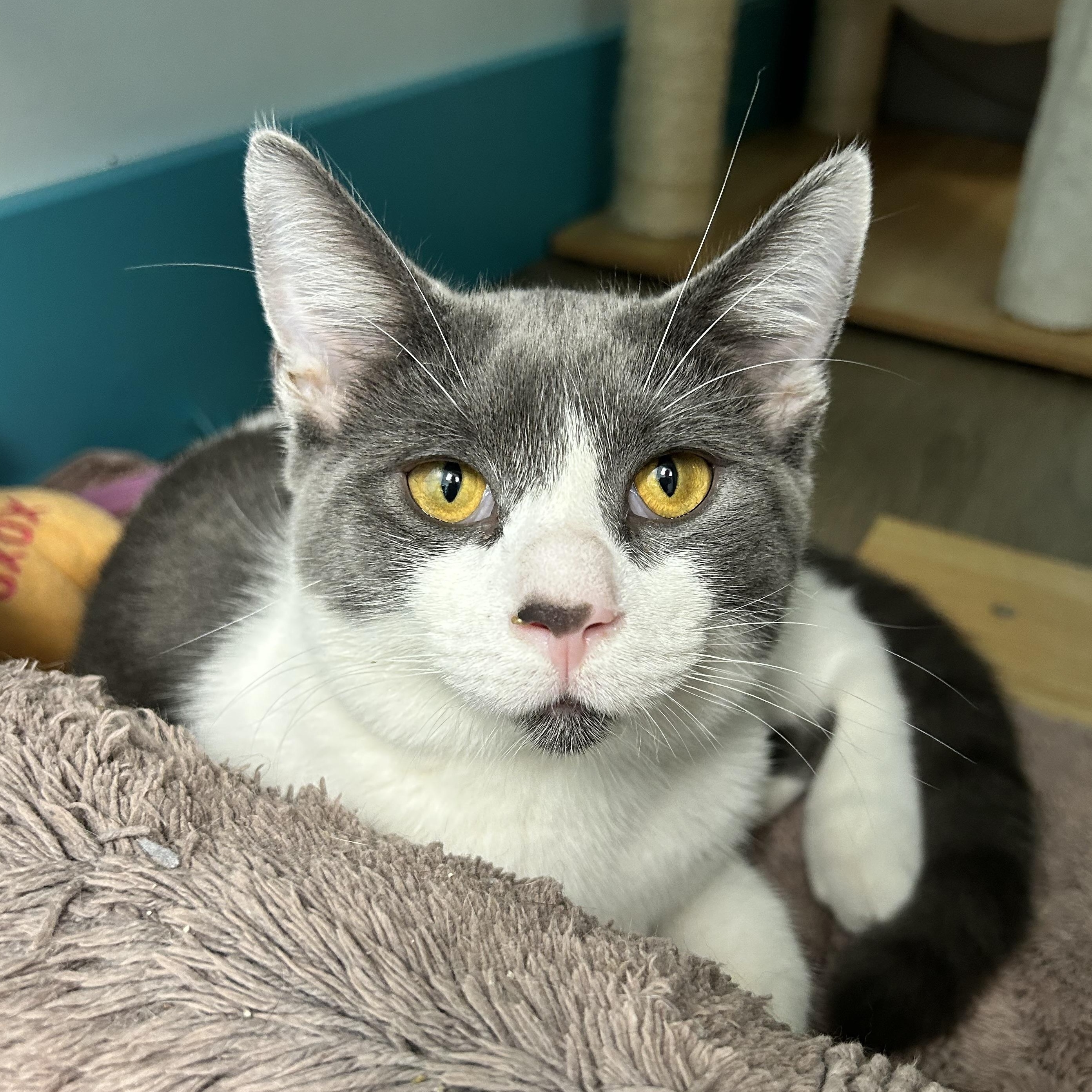 Enlarge Nico and Murray (bonded), a Adoptable Domestic Short Hair in Grand Rapids, MI image 1/6