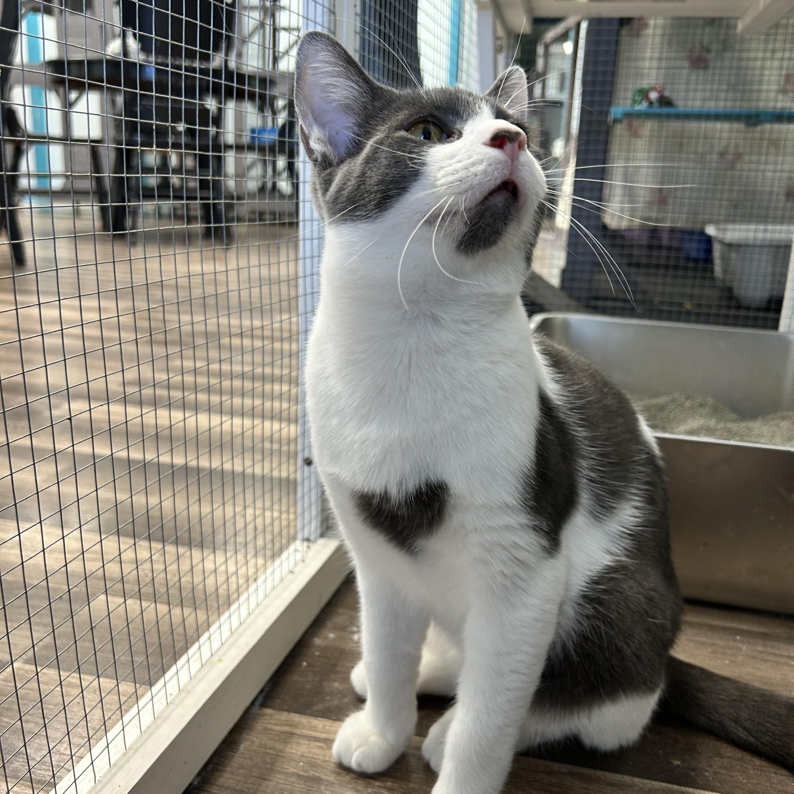 Enlarge Nico and Murray (bonded), a Adoptable Domestic Short Hair in Grand Rapids, MI image 5/6