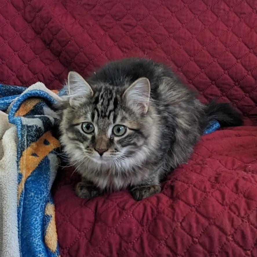 Heuer--In Foster***ADOPTION PENDING***, Adoptable, Kitten Male Domestic Medium Hair.