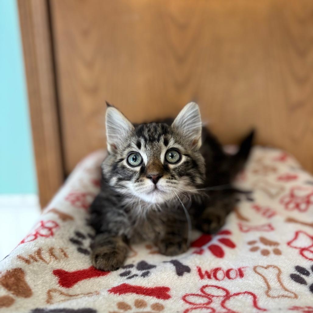 Heuer--In Foster, Adoptable, Kitten Male Domestic Medium Hair.