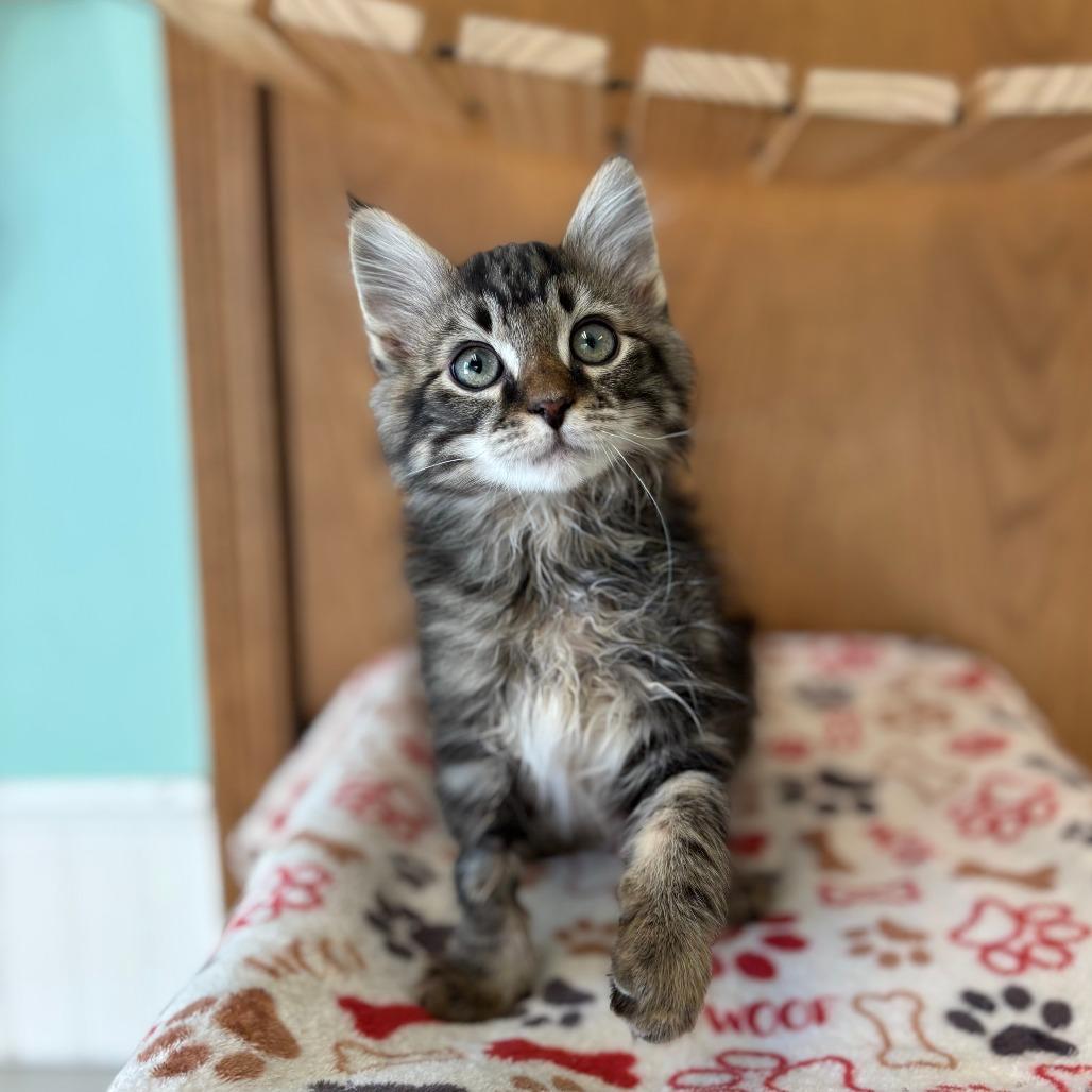 Enlarge Heuer--In Foster, a Adoptable Domestic Medium Hair in Fargo, ND image 2/2