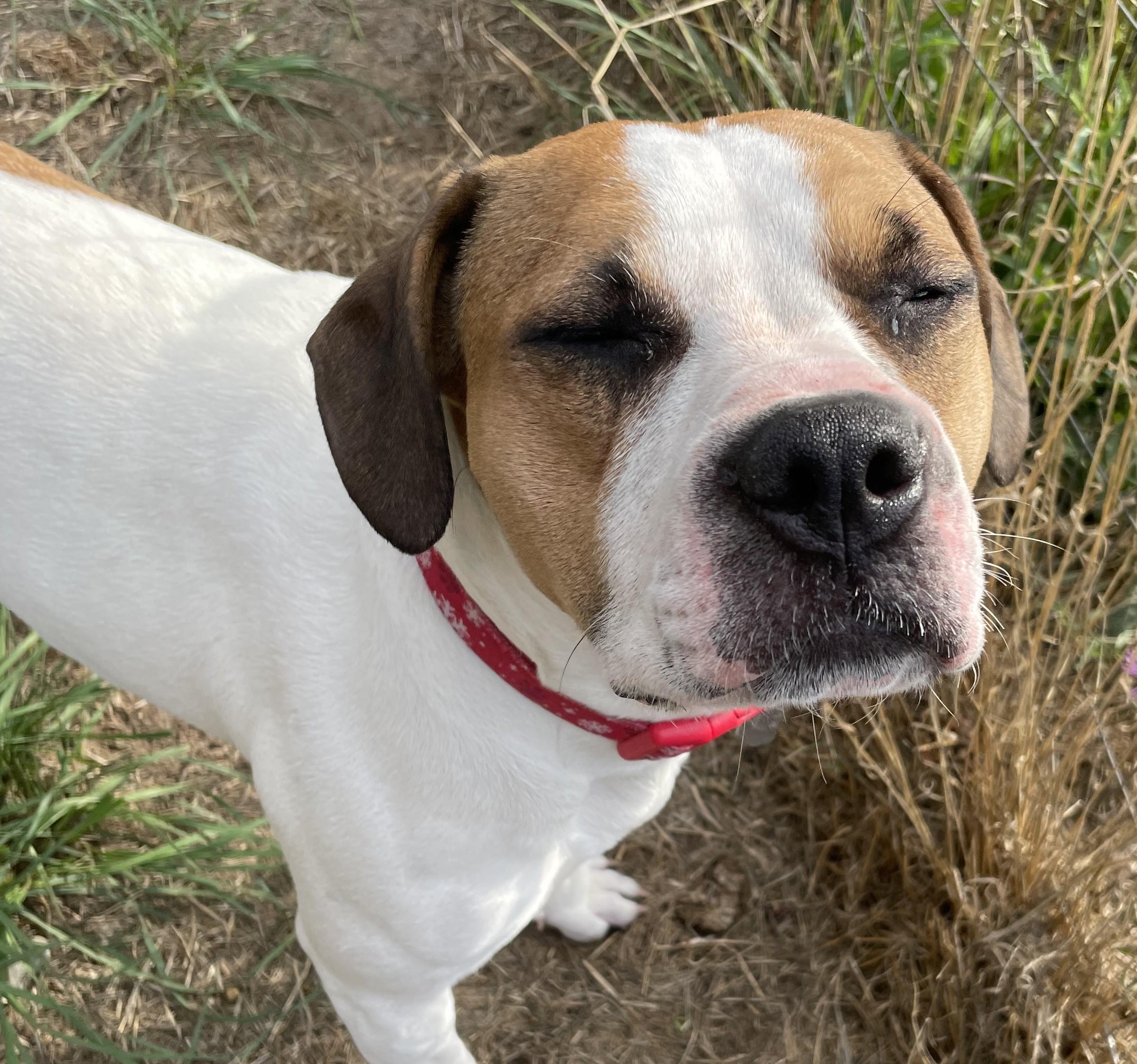 River, Adoptable, Adult Female Boxer & American Bully.