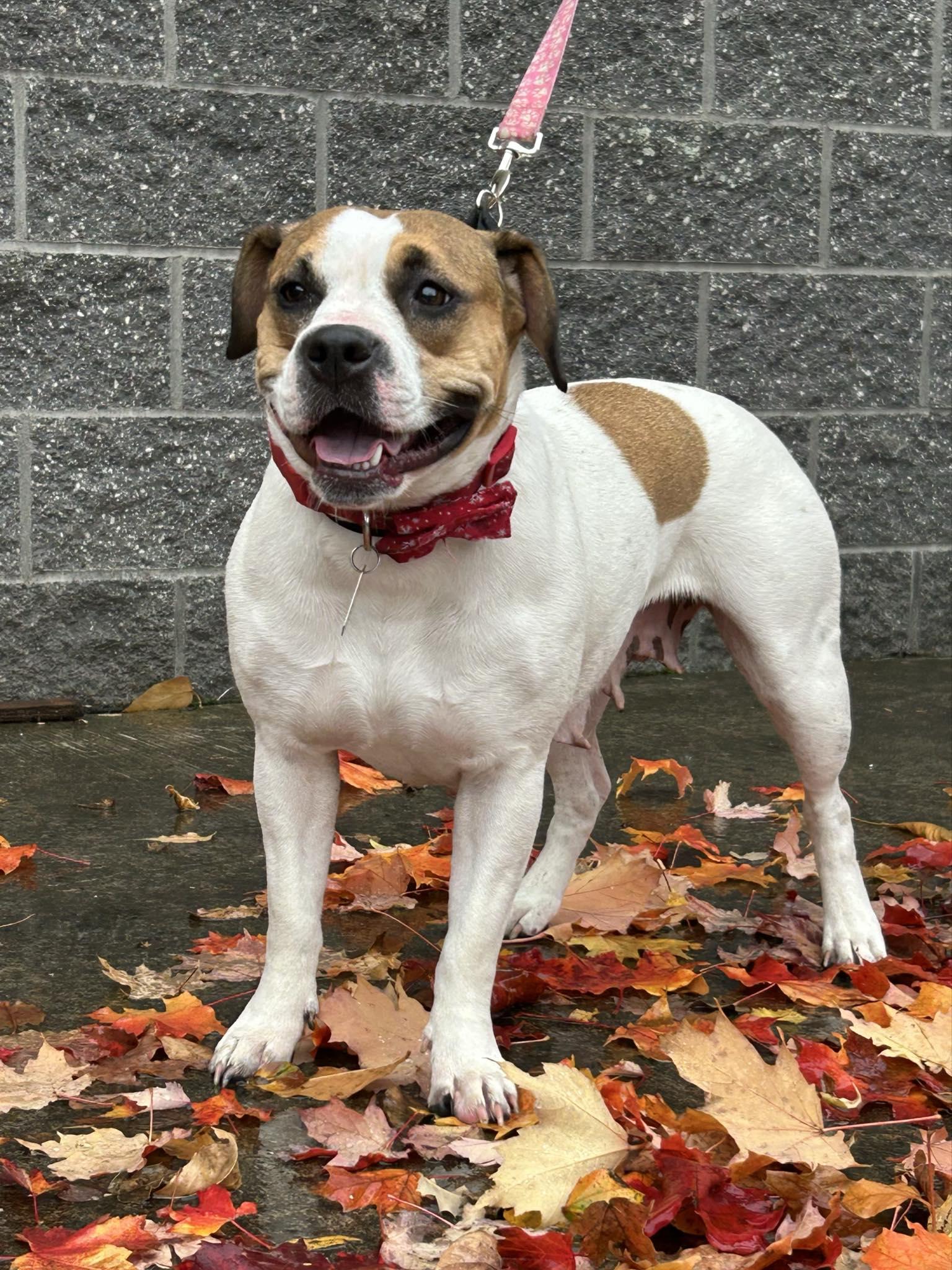 Enlarge River, a Adoptable mixed breed in Puyallup, WA image 5/5