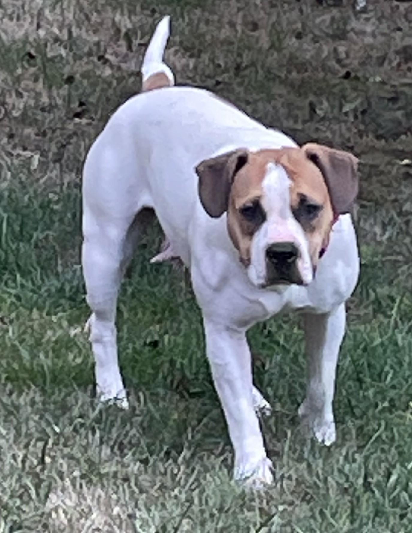 River, a Adoptable mixed breed in Puyallup, WA image 3/3