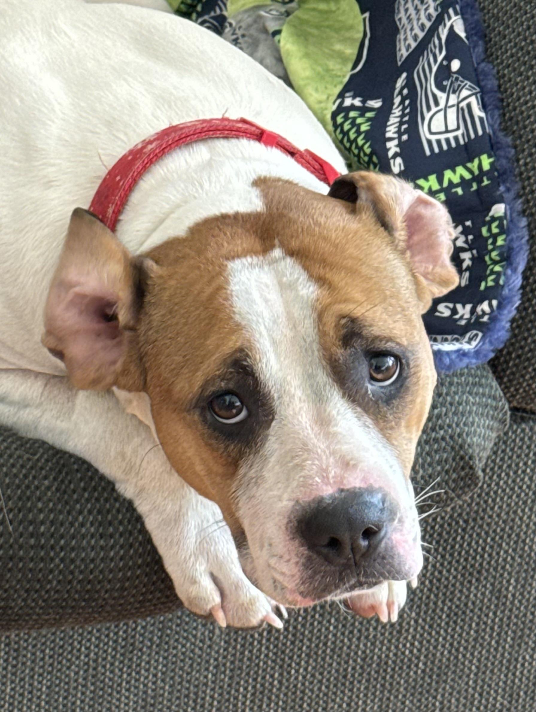 River, a Adoptable mixed breed in Puyallup, WA image 2/3