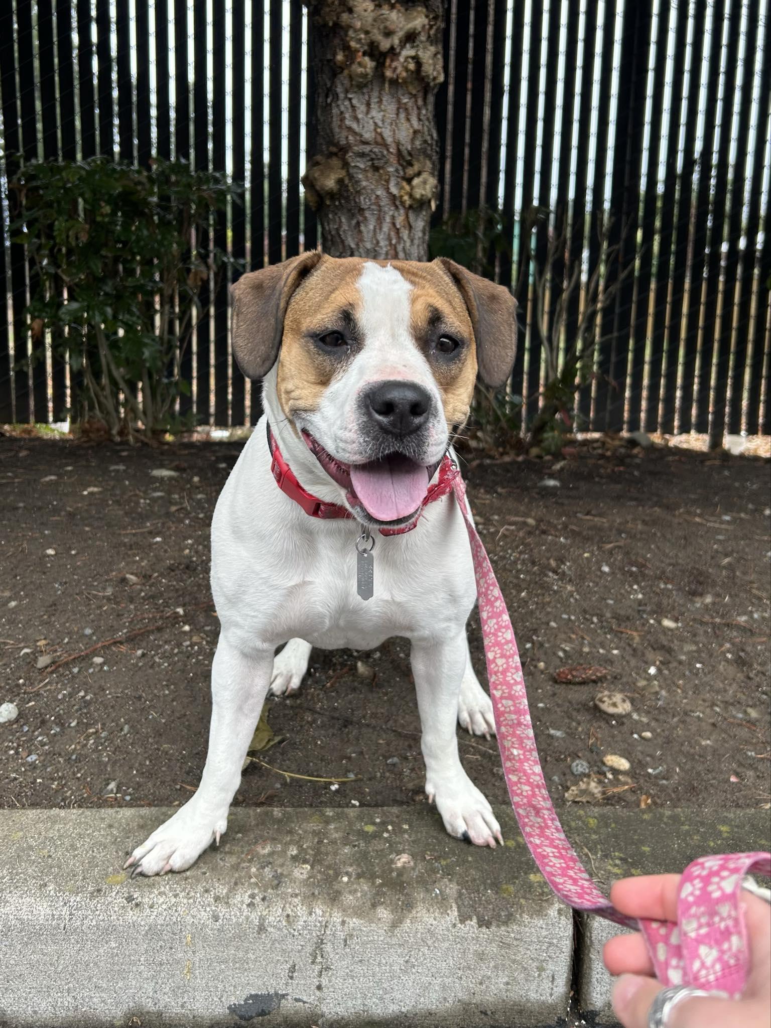 Enlarge River, a Adoptable mixed breed in Puyallup, WA image 1/5