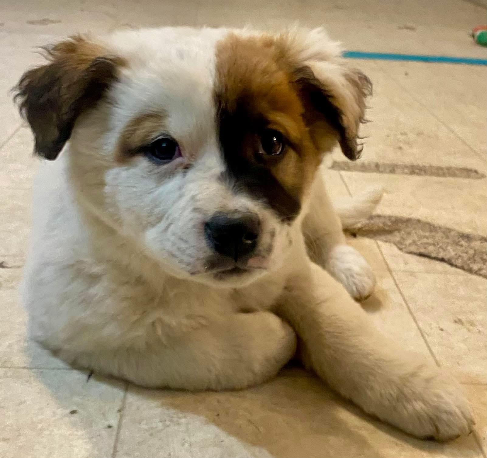 Batman-Harvey, Adopted, Puppy Male German Shepherd Dog & Great Pyrenees.