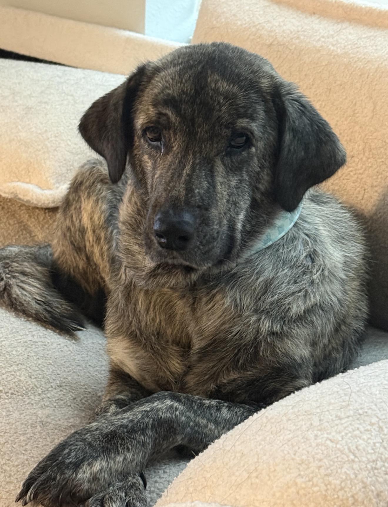 Flee, a Adoptable mixed breed in Houston, TX image 1/3