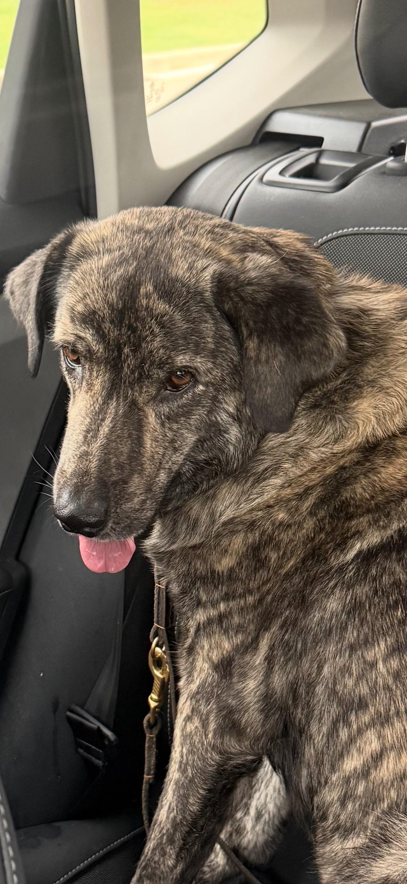 Flee, a Adoptable mixed breed in Houston, TX image 2/3