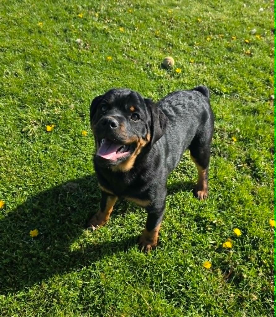 Enlarge Peter, a Adopted mixed breed in Sprakers, NY image 1/1