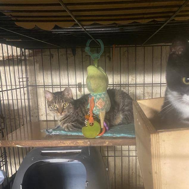 Enlarge Lee , a Adoptable mixed breed in Perth Amboy , NJ image 1/12