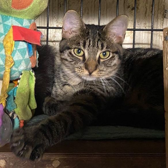 Enlarge Lee , a Adoptable mixed breed in Perth Amboy , NJ image 4/12