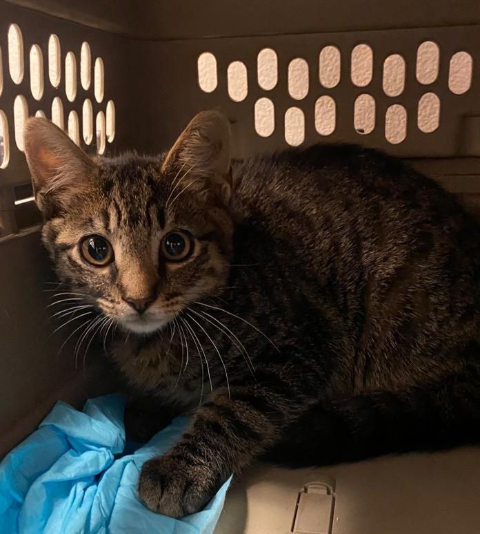 Enlarge Lee , a Adoptable mixed breed in Perth Amboy , NJ image 5/12