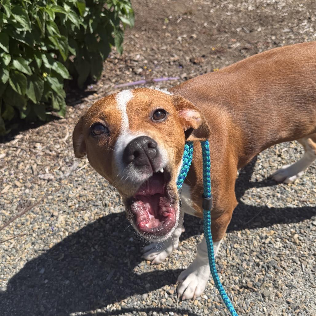 Rosey, Adoptable, Young Female American Bulldog.