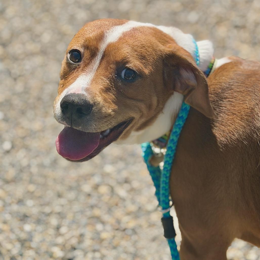 Rosey, a Adoptable American Bulldog in Sonoma, CA image 2/5