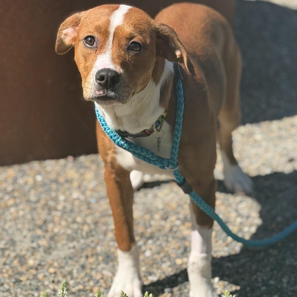Rosey, a Adoptable American Bulldog in Sonoma, CA image 3/5