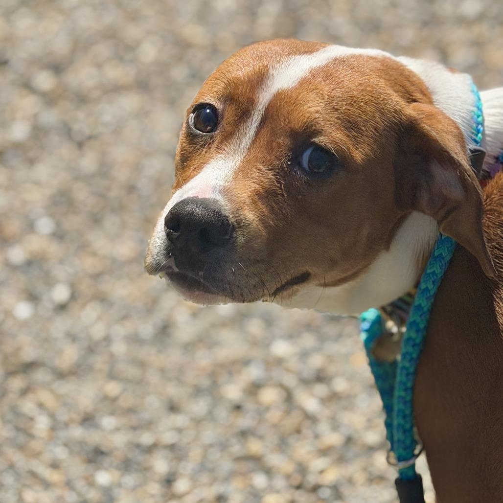 Rosey, a Adoptable American Bulldog in Sonoma, CA image 4/5