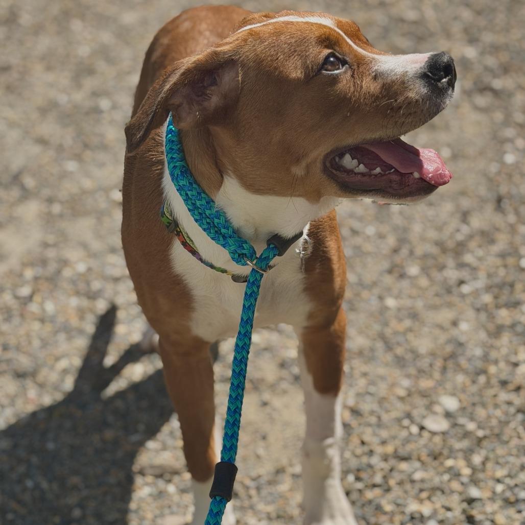 Rosey, a Adoptable American Bulldog in Sonoma, CA image 5/5