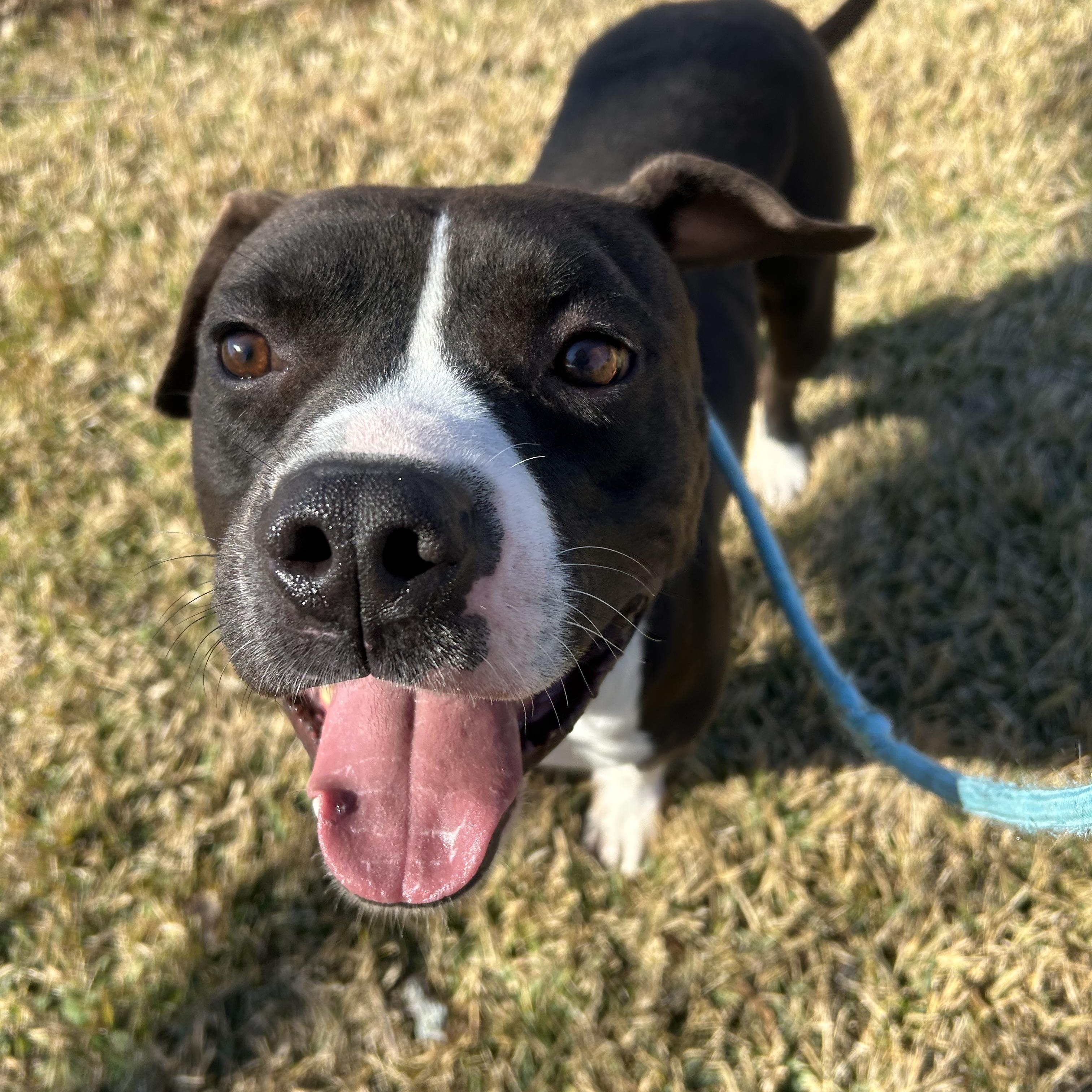 Enlarge Jerry, a Adoptable mixed breed in Salem, NH image 5/5