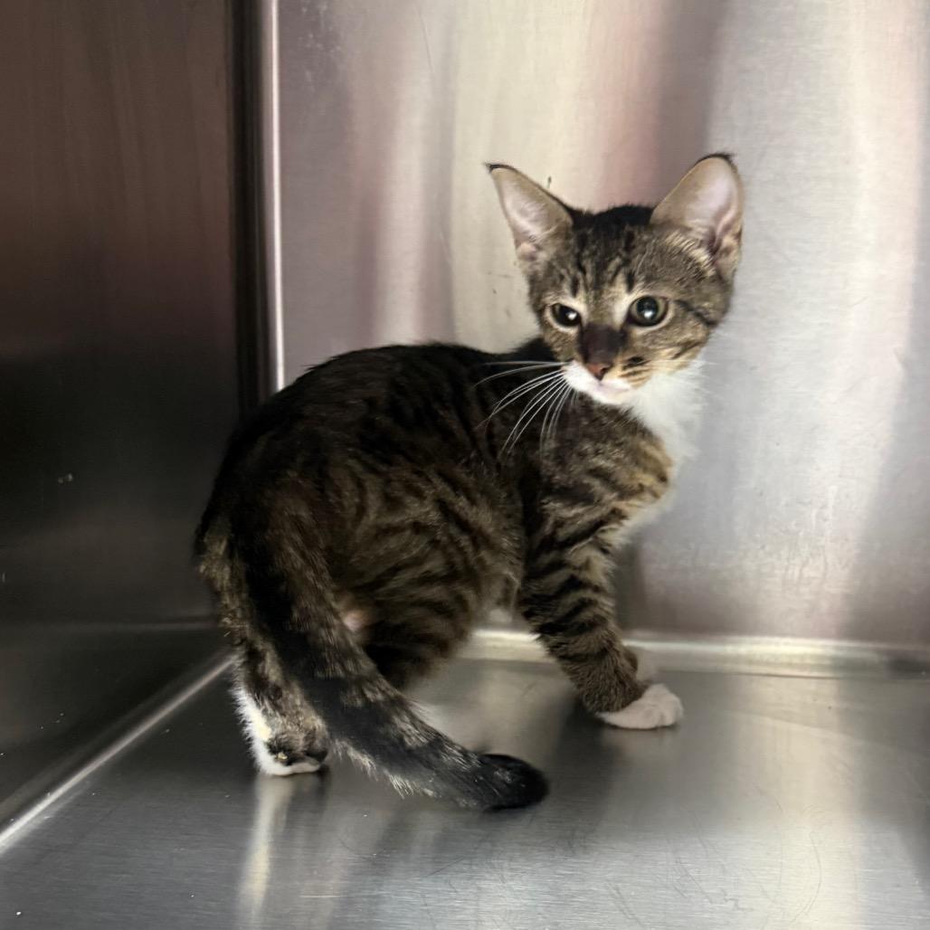 Willow 7861, a Adoptable American Shorthair in Hamilton, GA image 1/5