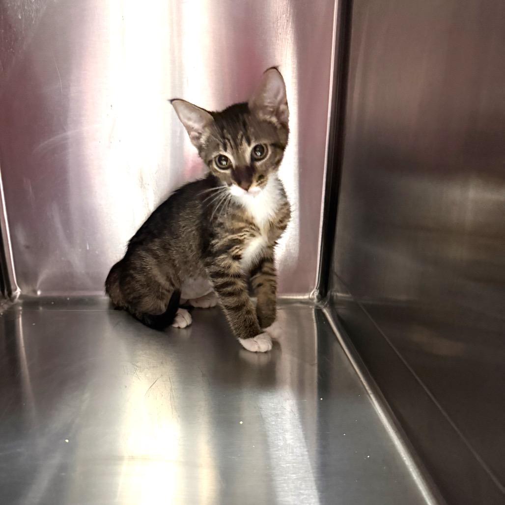 Willow 7861, a Adoptable American Shorthair in Hamilton, GA image 2/5