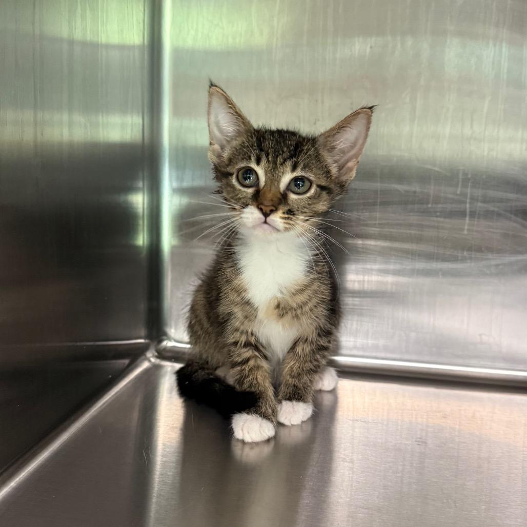 Willow 7861, a Adoptable American Shorthair in Hamilton, GA image 3/5