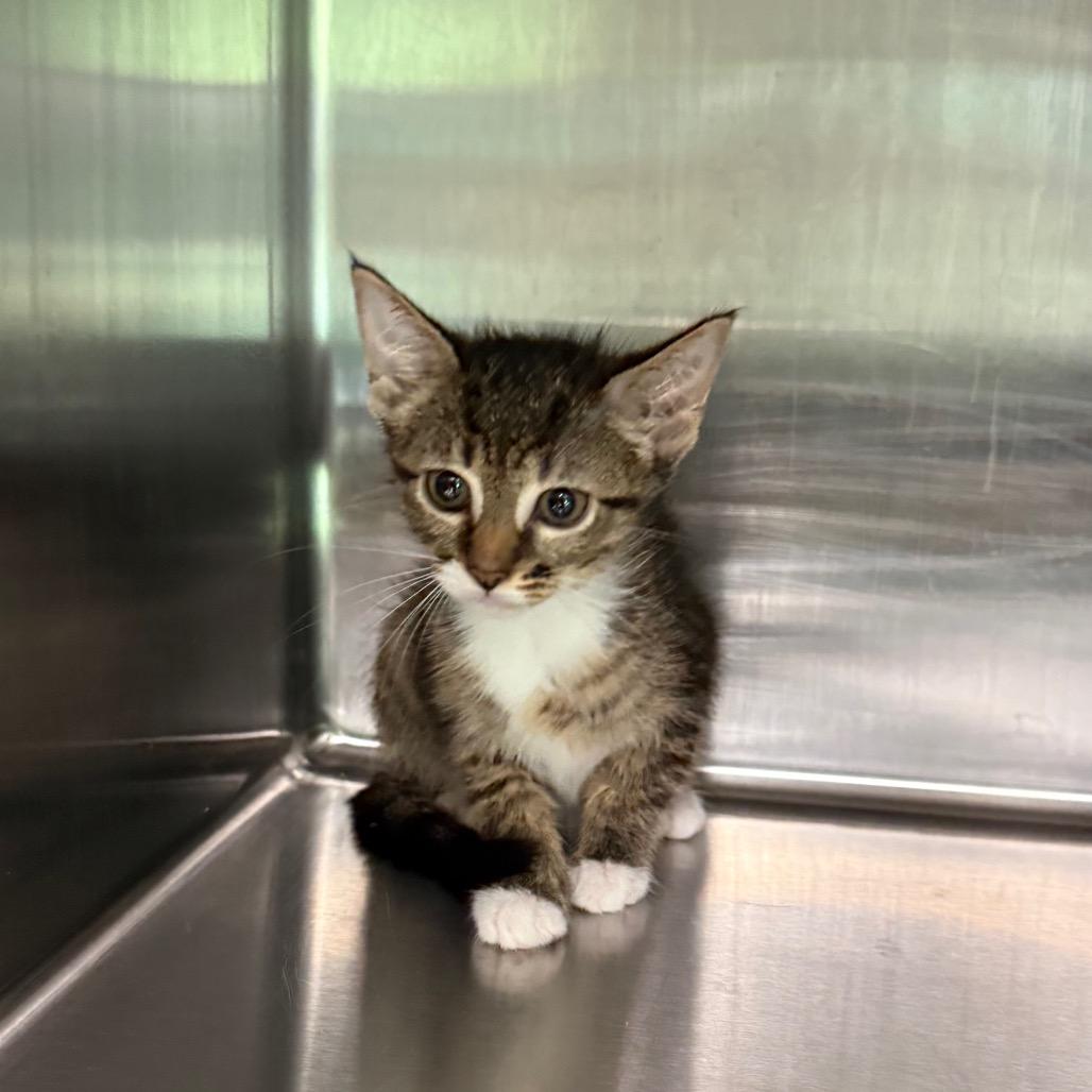 Willow 7861, a Adoptable American Shorthair in Hamilton, GA image 4/5