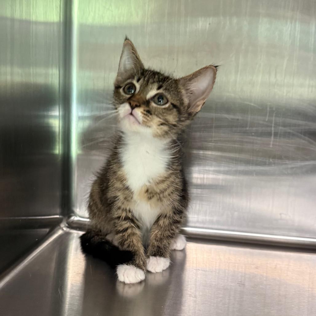 Willow 7861, a Adoptable American Shorthair in Hamilton, GA image 5/5