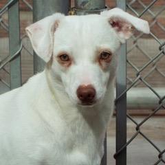 Opal — thumbnail 2