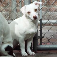 Opal — thumbnail 3