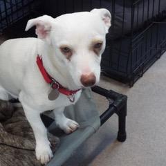 Opal — thumbnail 4