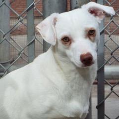 Opal — thumbnail 5