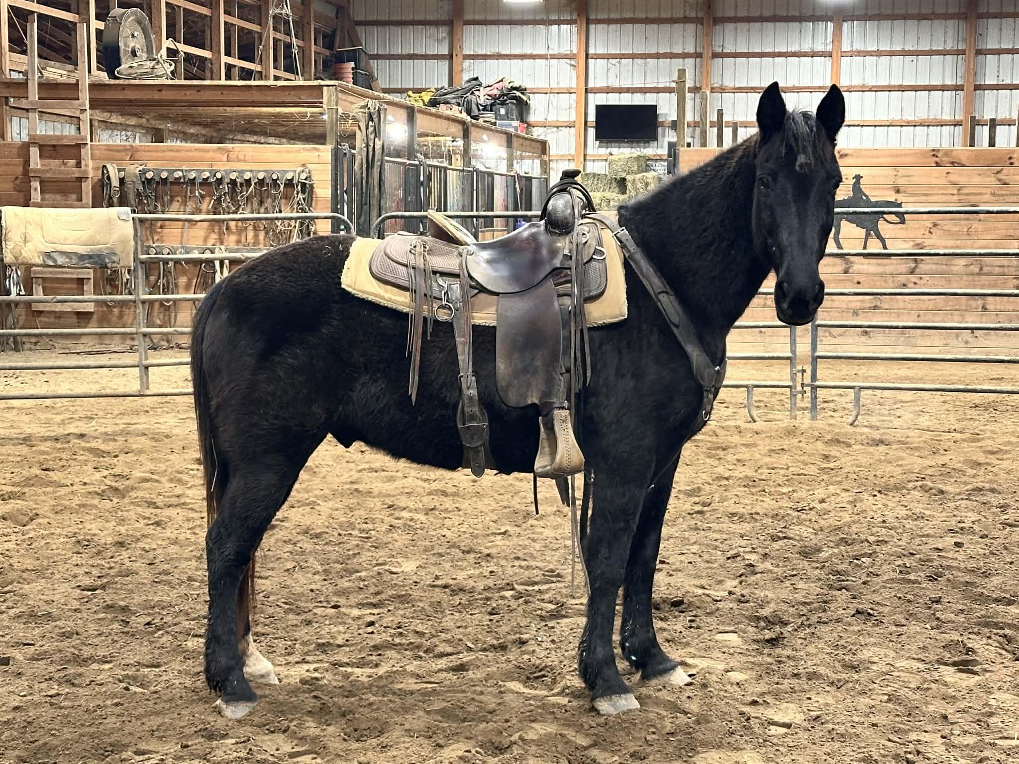 Enlarge Sherwin, an adopted Tennessee Walker in Huntington, WV image 2/3