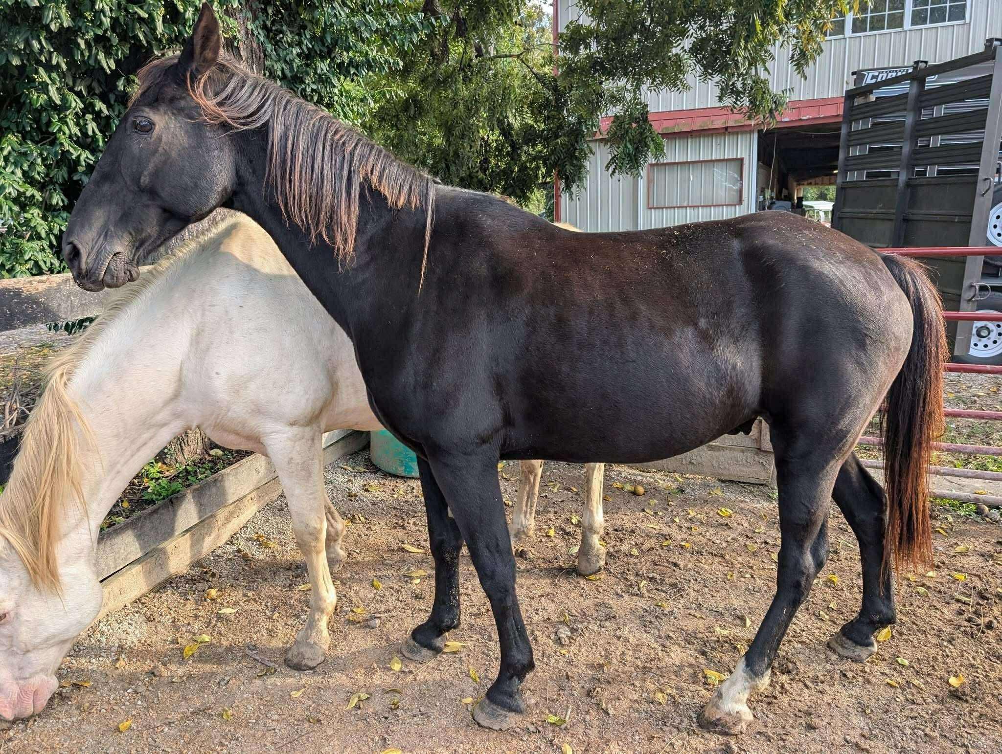 Enlarge Sherwin, an adopted Tennessee Walker in Huntington, WV image 3/3
