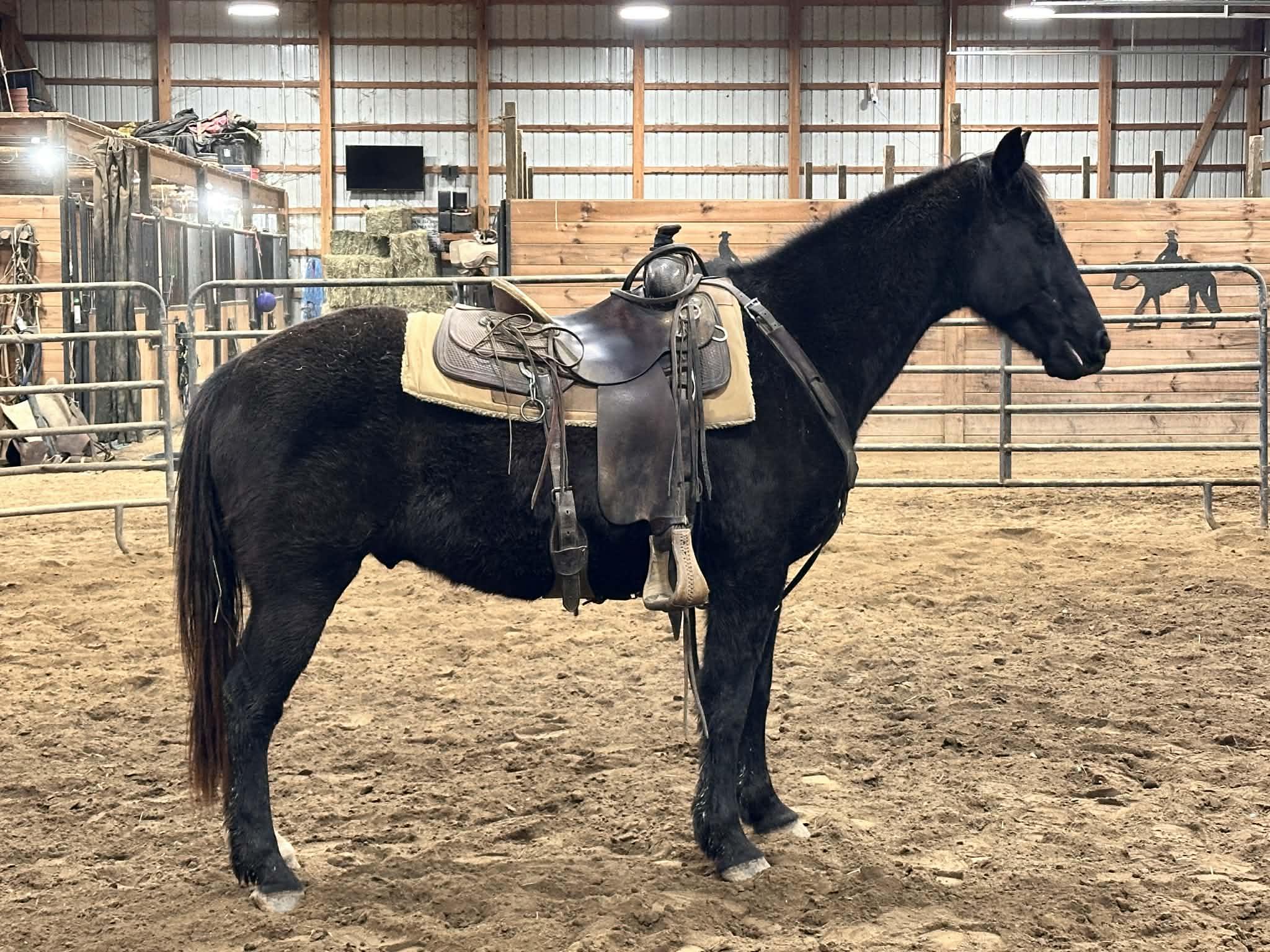 Enlarge Sherwin, an adopted Tennessee Walker in Huntington, WV image 1/3