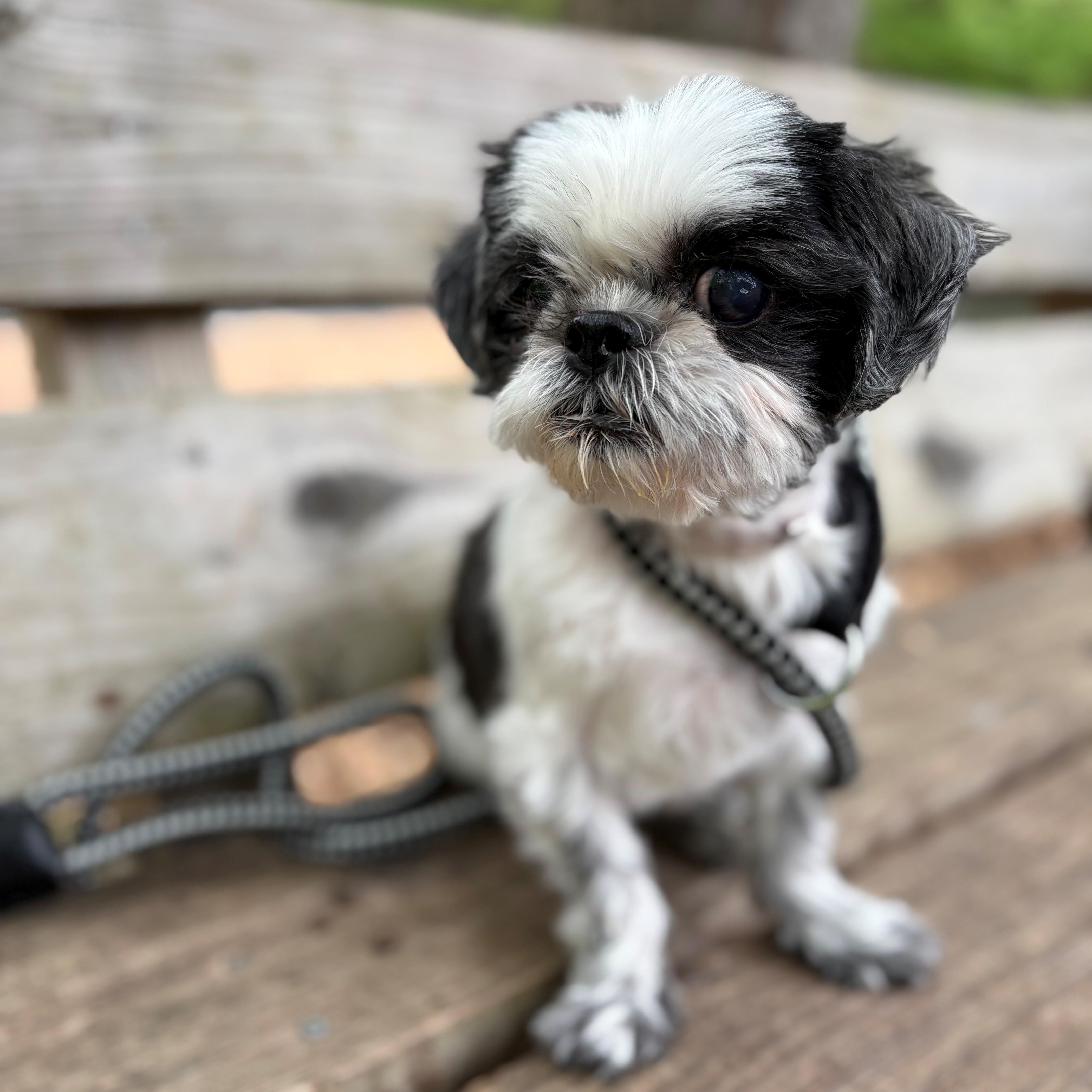 Enlarge Nike- #51110, a ADOPTABLE Shih Tzu in Columbia, MD image 2/3