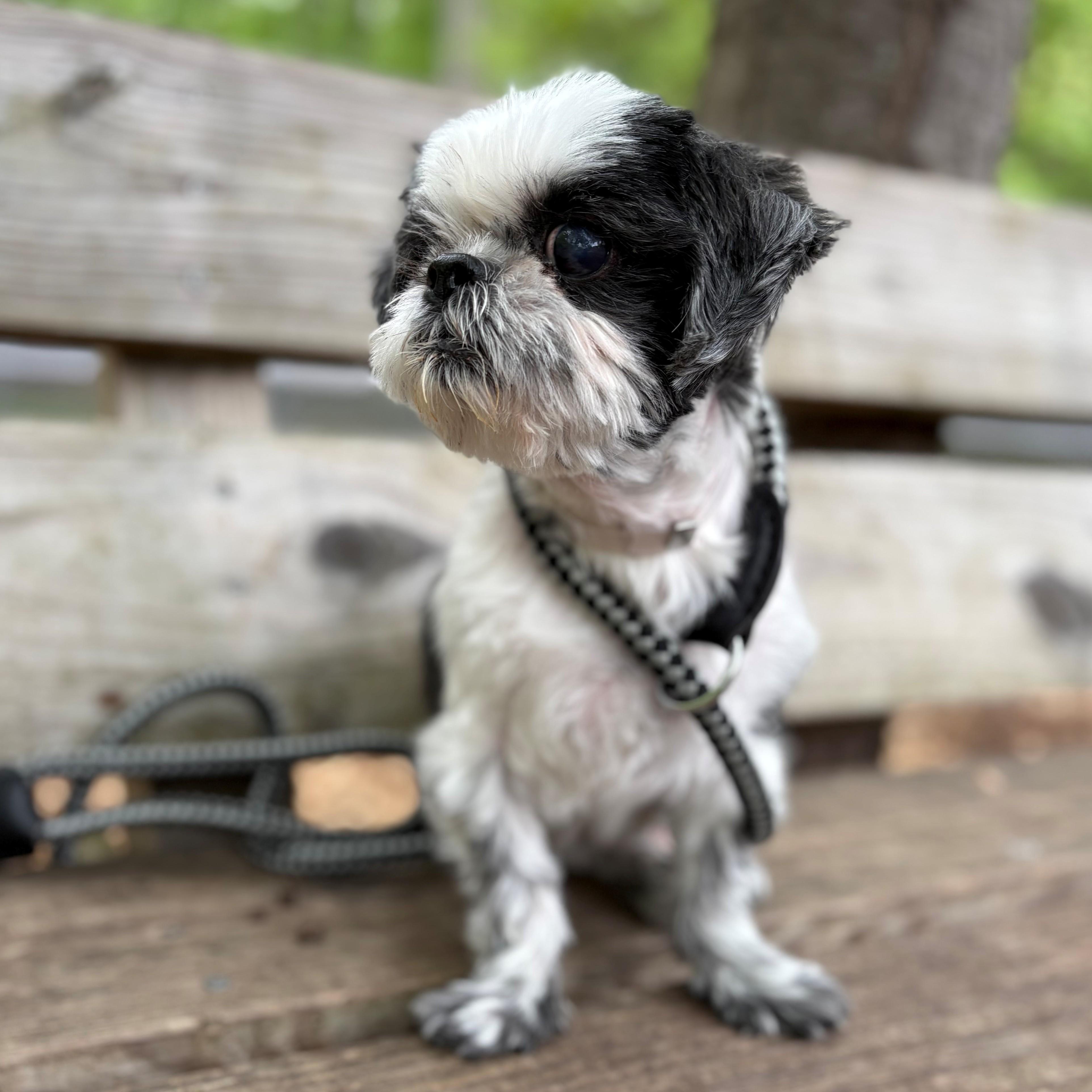 Enlarge Nike- #51110, a ADOPTABLE Shih Tzu in Columbia, MD image 3/3