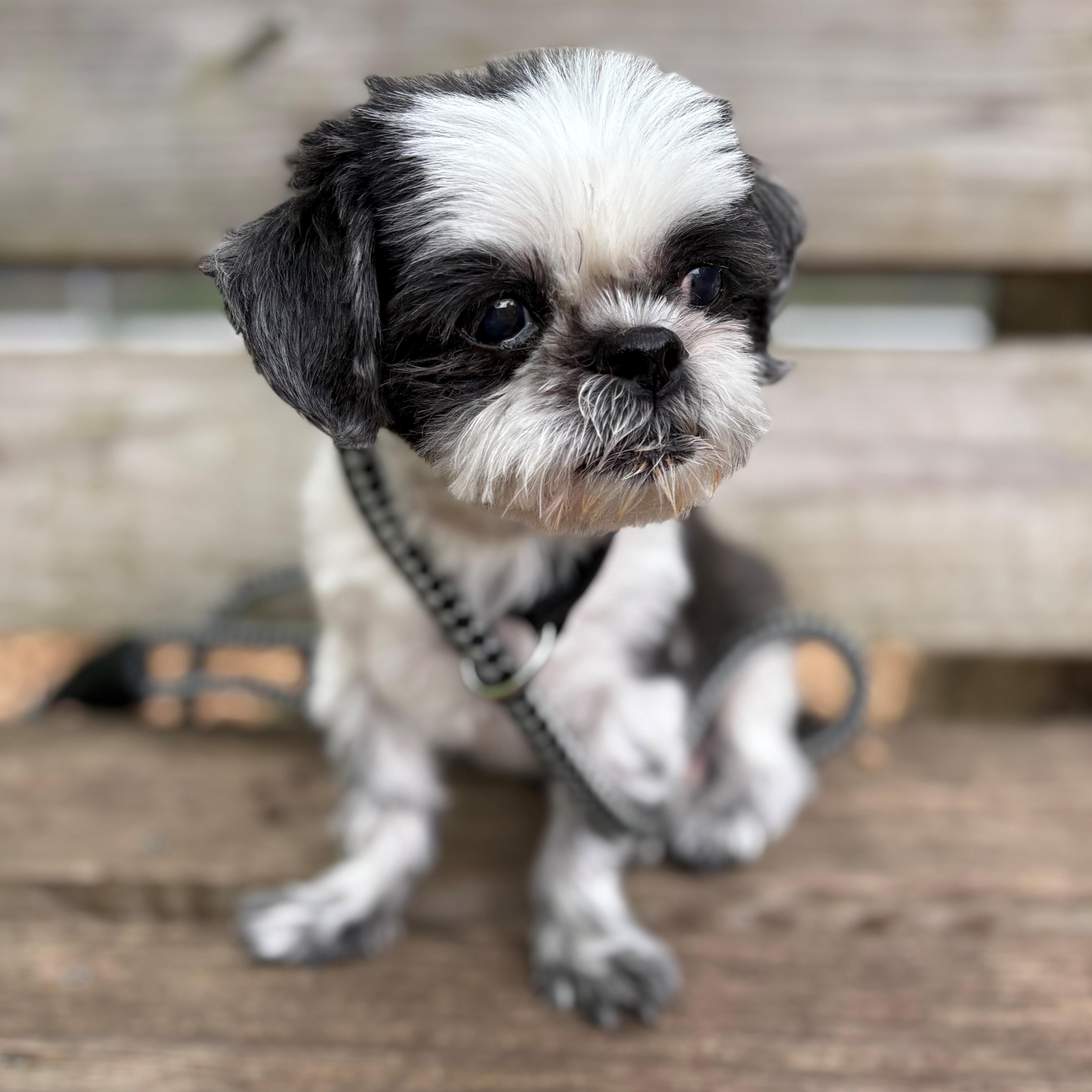 Enlarge Nike- #51110, a ADOPTABLE Shih Tzu in Columbia, MD image 1/3