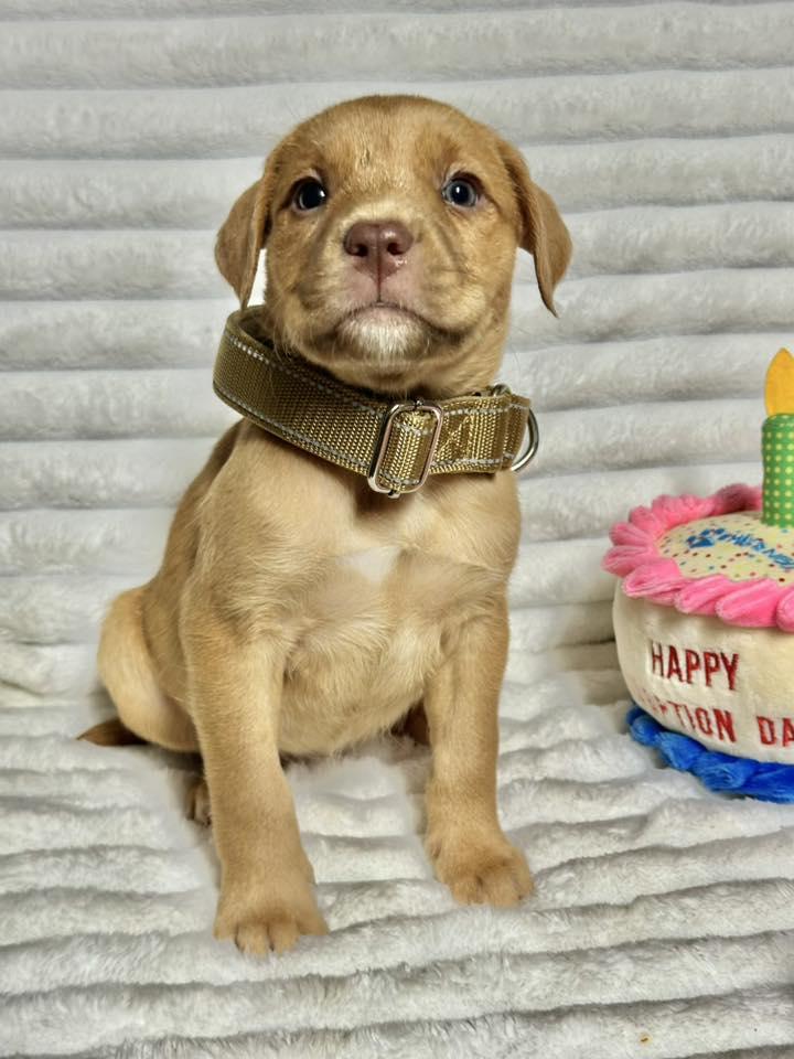 Hydrangea, ADOPTABLE, Puppy Female Labrador Retriever & Golden Retriever.