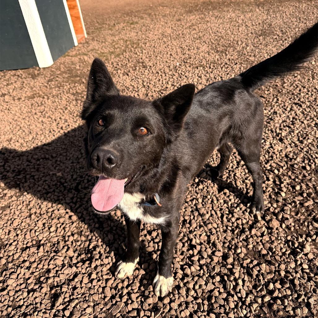 Enlarge Bear, a Adoptable mixed breed in Pagosa Springs, CO image 1/5