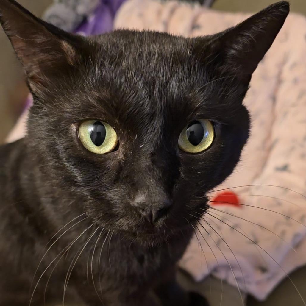 Wick, Adoptable, Young Male Domestic Short Hair.